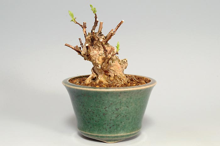 バイカウツギA（ばいかうつぎ・梅花空木）花もの盆栽の販売と育て方・作り方・Philadelphus satsumi bonsai