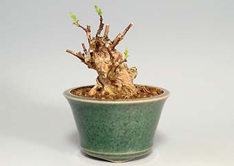 バイカウツギ-A（ばいかうつぎ・梅花空木）盆栽の樹作りの参考樹形・Philadelphus satsumi Best bonsai