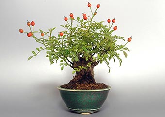 バラ-H（ばら・薔薇）盆栽の樹作りの参考樹形・Rose Best bonsai