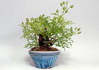 バラ-L（ばら・薔薇）盆栽の樹作りの参考樹形・Rose Best bonsai