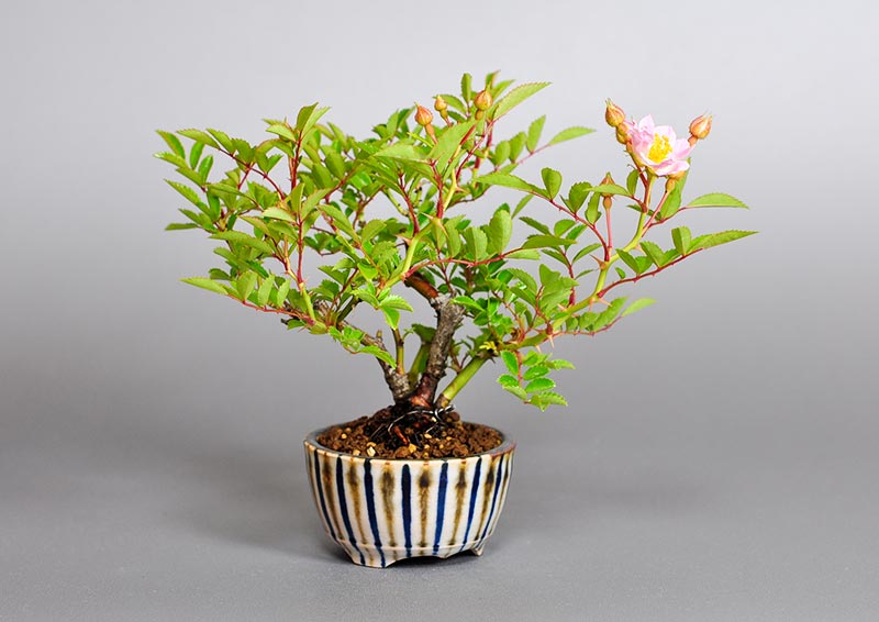 バラP（ばら・薔薇）花もの盆栽の販売と育て方・作り方・Rose bonsai