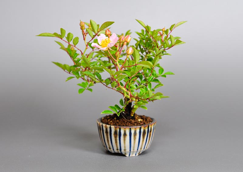 バラP（ばら・薔薇）花もの盆栽を左側から見た景色・Rose bonsai