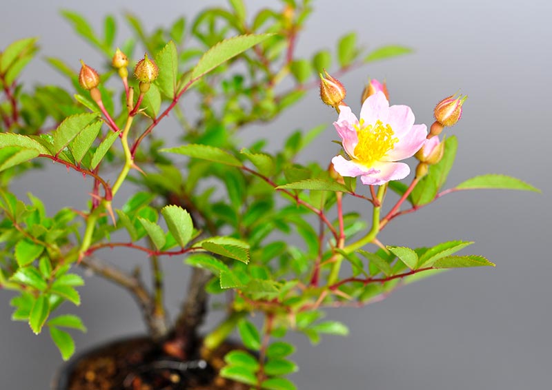 バラP（ばら・薔薇）花もの盆栽を別側から見た景色・Rose bonsai