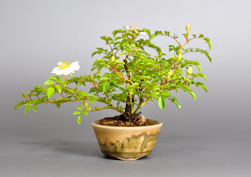バラQ（ばら・薔薇）花もの盆栽の販売と育て方・作り方・Rose bonsai