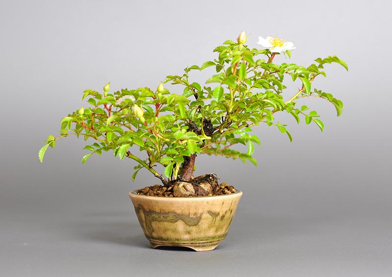 バラQ（ばら・薔薇）花もの盆栽を左側から見た景色・Rose bonsai