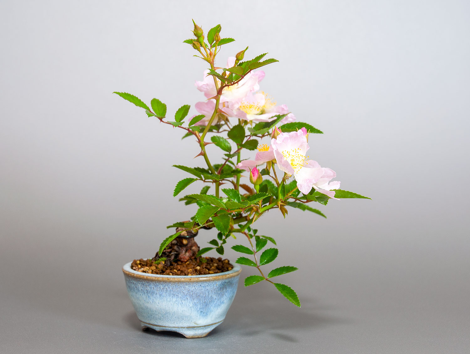 バラS（ばら・薔薇）花もの盆栽の販売と育て方・作り方・Rose bonsai