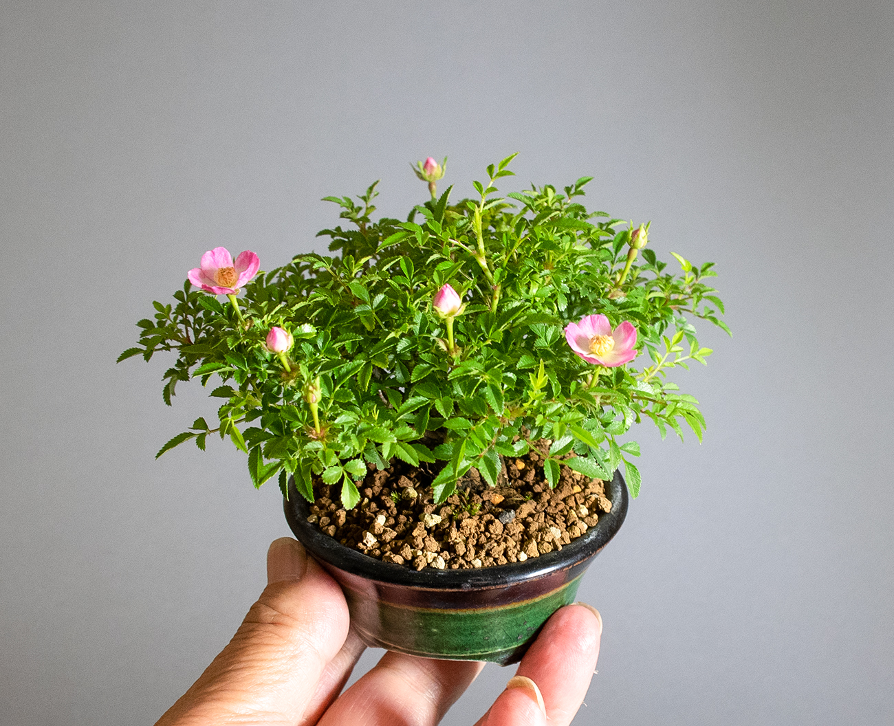 バラ-V（ばら・薔薇）花もの盆栽の販売と育て方・作り方・Rose bonsai