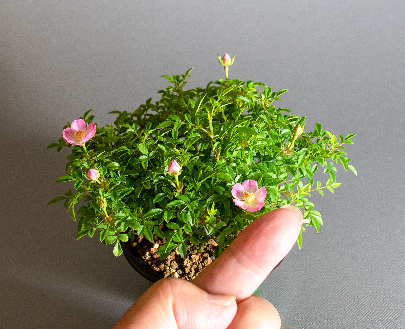 バラ-V（ばら・薔薇）花もの盆栽をサイズw見た景色・Rose bonsai