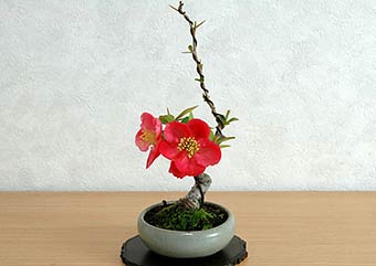 ボケ-C（ぼけ・木瓜）盆栽の樹作りの参考樹形・Chaenomeles speciosa Best bonsai