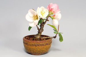 ボケ-D（ぼけ・木瓜）盆栽の樹作りの参考樹形・Chaenomeles speciosa Best bonsai