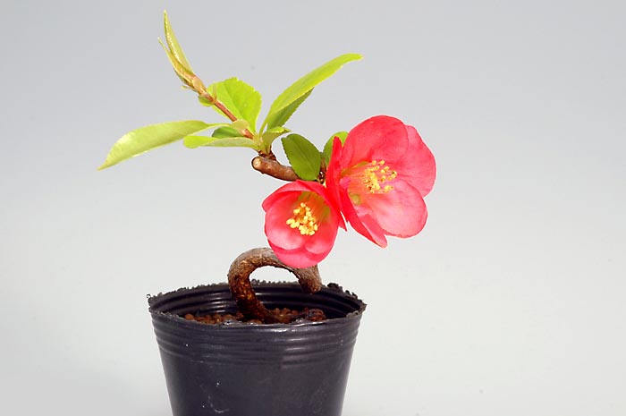 ボケF-1（ぼけ・木瓜）花もの盆栽の販売と育て方・作り方・Chaenomeles speciosa bonsai