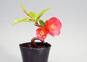 ボケF（ぼけ・木瓜）花もの盆栽の成長記録-1・Chaenomeles speciosa bonsai