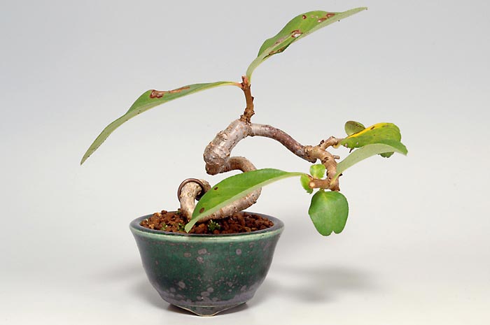 ボケF（ぼけ・木瓜）花もの盆栽の販売と育て方・作り方・Chaenomeles speciosa bonsai