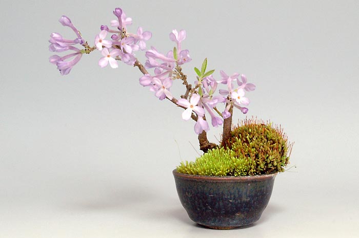 フジモドキJ（ふじもどき・藤擬）花もの盆栽の販売と育て方・作り方・Lilac Daphne bonsai photo