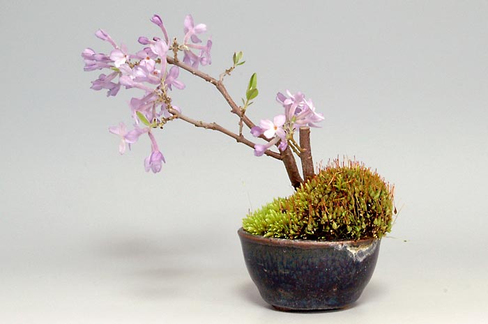 フジモドキJ（ふじもどき・藤擬）花もの盆栽を右側から見た景色・Lilac Daphne bonsai photo