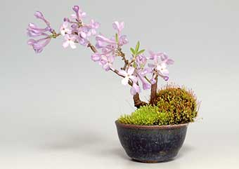 フジモドキ-J（ふじもどき・藤擬）盆栽の樹作りの参考樹形・Lilac Daphne Best bonsai