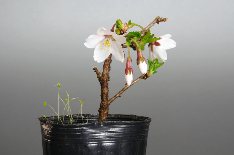 フジザクラ-A1（ふじざくら・富士桜）花もの盆栽の販売と育て方・作り方・Prunus incisa Thunb. ex Murray bonsai