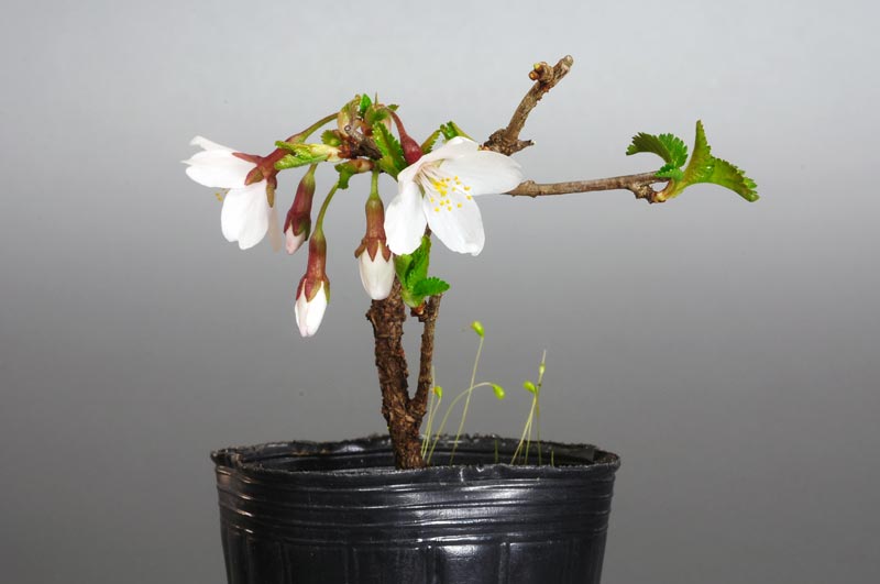 フジザクラ-A1（ふじざくら・富士桜）花もの盆栽を右側から見た景色・Prunus incisa Thunb. ex Murray bonsai