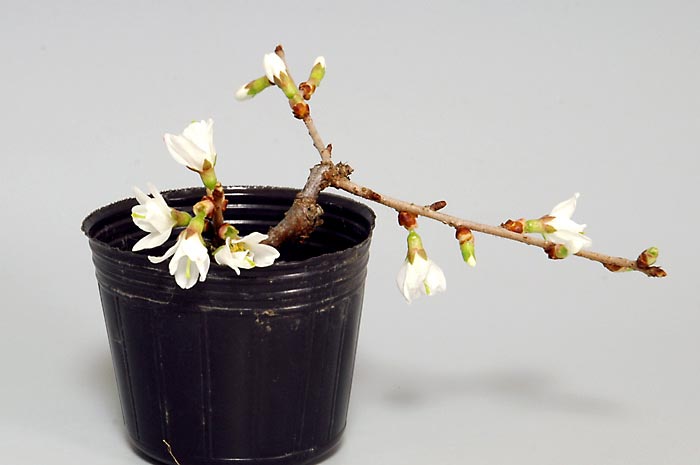 フジザクラ-S（ふじざくら・富士桜）花もの盆栽の販売と育て方・作り方・Prunus incisa Thunb. ex Murray bonsai