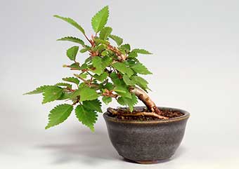 フジザクラ-X・サクラ（ふじざくら・さくら・富士桜・桜）盆栽の樹作りの参考樹形・Prunus incisa Thunb. ex Murray Best bonsai