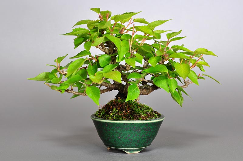 フユザクラ-C（ふゆざくら・冬桜）花もの盆栽の販売と育て方・作り方・Cerasus ×parvifolia ‘Fuyu-zakura’ bonsai