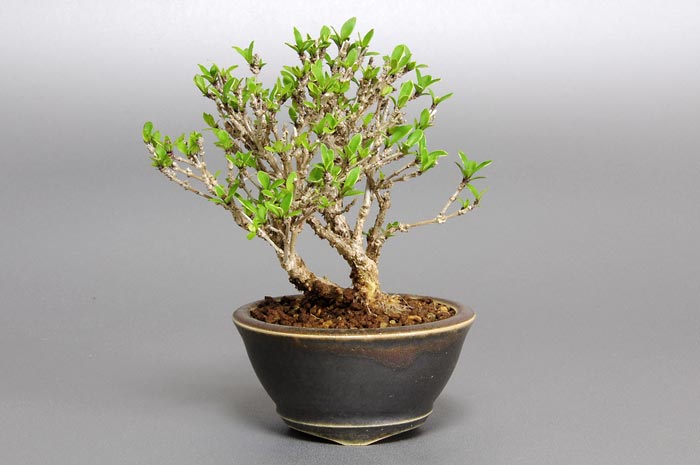 ハクチョウゲC（はくちょうげ・白丁花）花もの盆栽の販売と育て方・作り方・Serissa japonica bonsai