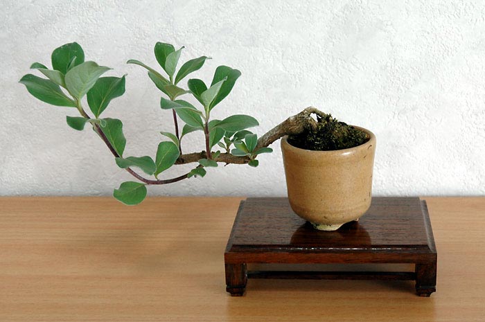 ハマゴウ盆栽（はまごう・浜栲）ミニ盆栽の今と過去の成長記録と育て方・手入れ・剪定・植え替え・Vitex rotundifolia bonsai photo