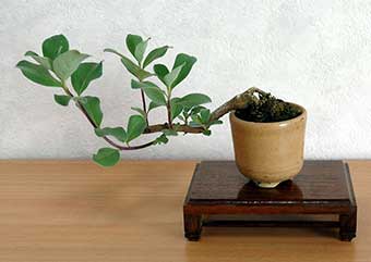 ハマゴウ-A（はまごう・浜栲）盆栽の樹作りの参考樹形・Vitex rotundifolia Best bonsai