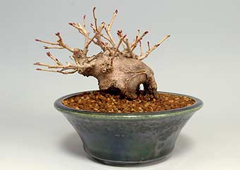 ヒュウガミズキ-A・イヨミズキ（ひゅうがみずき・いよみずき・日向水木・伊予水木）盆栽の樹作りの参考樹形・Corylopsis pauciflora Best bonsai
