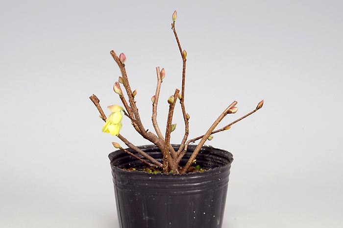 ヒュウガミズキC・イヨミズキ（ひゅうがみずき・いよみずき・日向水木・伊予水木）花もの盆栽の販売と育て方・作り方・Corylopsis pauciflora bonsai photo