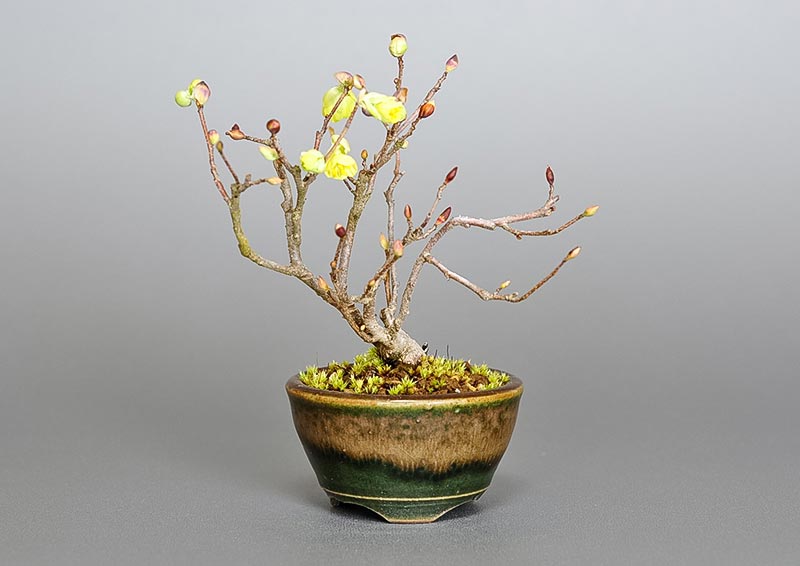 ヒュウガミズキN・イヨミズキ（ひゅうがみずき・いよみずき・日向水木・伊予水木）花もの盆栽の販売と育て方・作り方・Corylopsis pauciflora bonsai photo