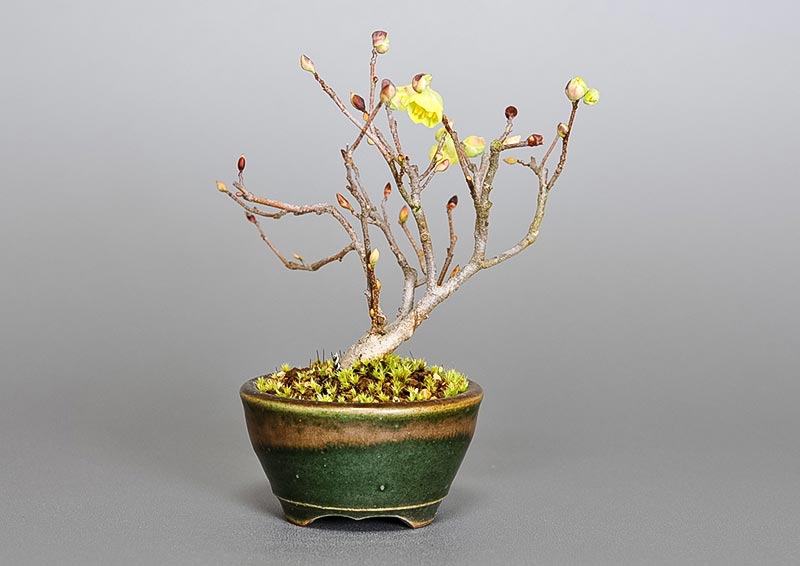 ヒュウガミズキN・イヨミズキ（ひゅうがみずき・いよみずき・日向水木・伊予水木）花もの盆栽を裏側から見た景色・Corylopsis pauciflora bonsai photo
