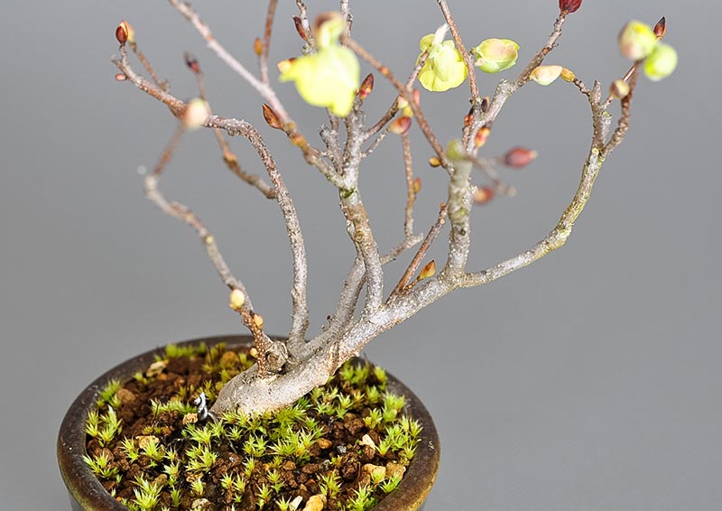 ヒュウガミズキN・イヨミズキ（ひゅうがみずき・いよみずき・日向水木・伊予水木）花もの盆栽を別側から見た景色・Corylopsis pauciflora bonsai photo