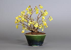 ヒュウガミズキS・イヨミズキ（ひゅうがみずき・いよみずき・日向水木・伊予水木）花もの盆栽の成長記録-1・Corylopsis pauciflora bonsai