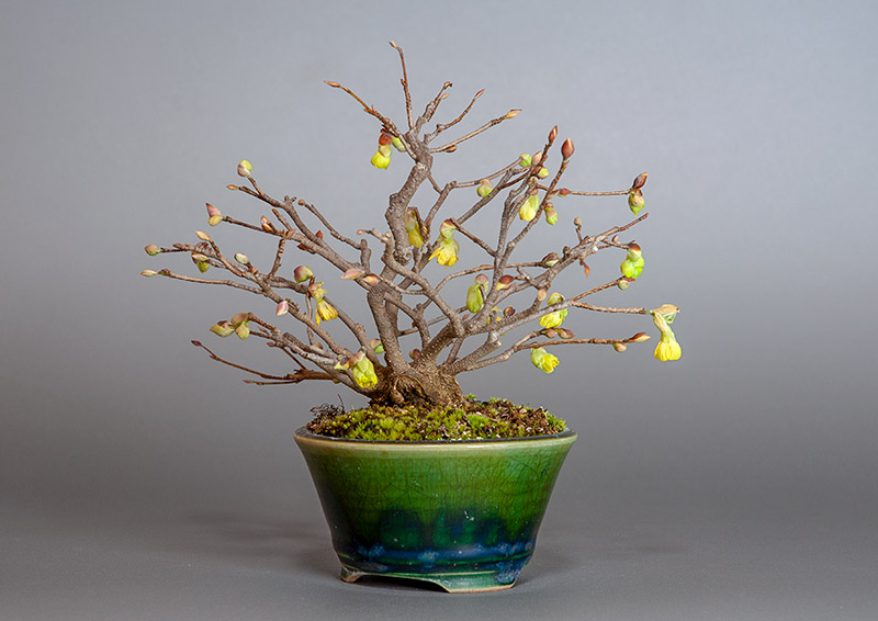 ヒュウガミズキS・イヨミズキ（ひゅうがみずき・いよみずき・日向水木・伊予水木）花もの盆栽の販売と育て方・作り方・Corylopsis pauciflora bonsai photo