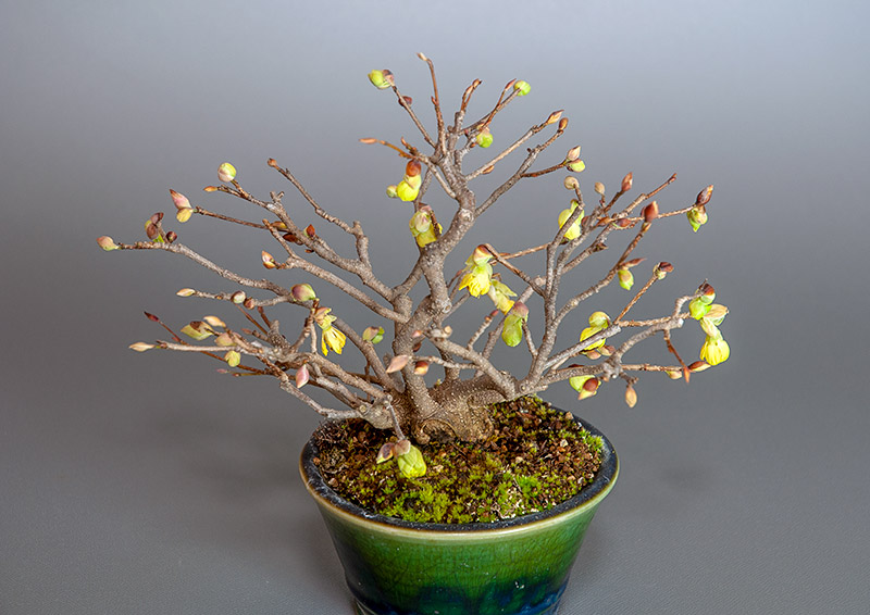 ヒュウガミズキS・イヨミズキ（ひゅうがみずき・いよみずき・日向水木・伊予水木）花もの盆栽を別側から見た景色・Corylopsis pauciflora bonsai photo