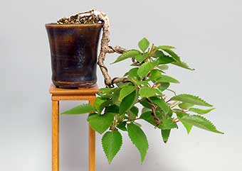 ジュウガツザクラ-N（じゅうがつざくら・十月桜）盆栽の樹作りの参考樹形・Prunus × subhirtella cv.Autumnalis Best bonsai