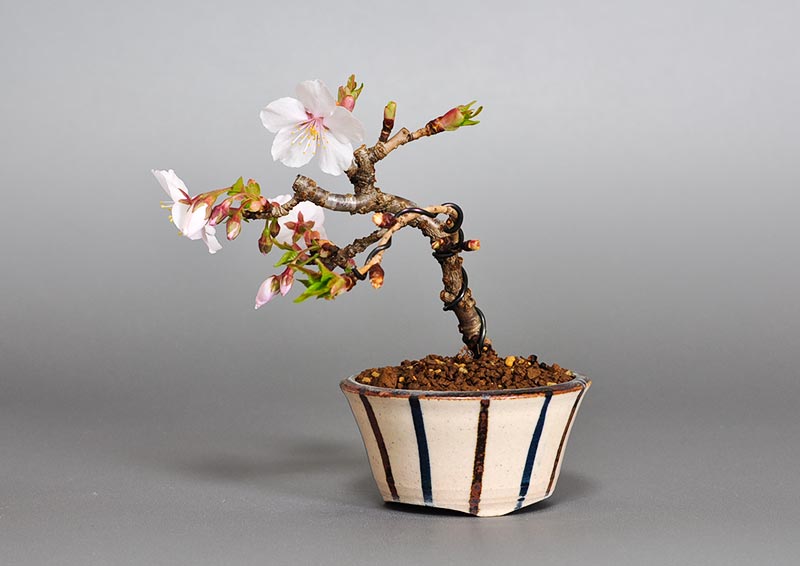 カンザクラB（かんざくら・寒桜）花もの盆栽の販売と育て方・作り方・Prunus kanzakura bonsai photo