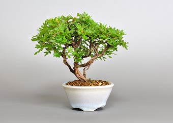 キンロバイ-M（きんろばい・金露梅）盆栽の樹作りの参考樹形・Potentilla fruticosa Best bonsai