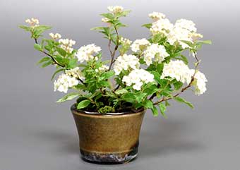 フイリコデマリA（ふいりこでまり・斑入り小手毬）花もの盆栽の成長記録-1・Spiraea cantoniensis bonsai