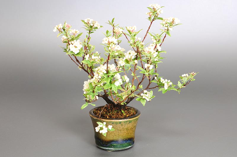 フイリコデマリA-2（ふいりこでまり・斑入り小手毬）花もの盆栽の販売と育て方・作り方・Spiraea cantoniensis bonsai photo