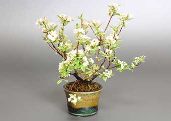 フイリコデマリA（ふいりこでまり・斑入り小手毬）花もの盆栽の成長記録-2・Spiraea cantoniensis bonsai
