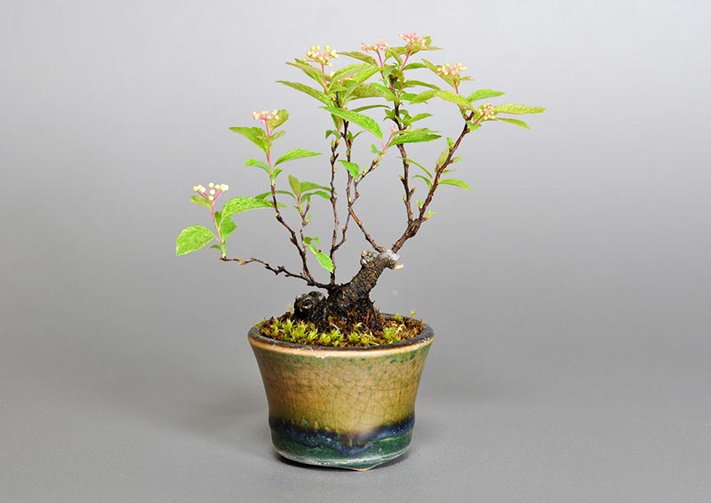 フイリコデマリA-3（ふいりこでまり・斑入り小手毬）花もの盆栽の販売と育て方・作り方・Spiraea cantoniensis bonsai photo