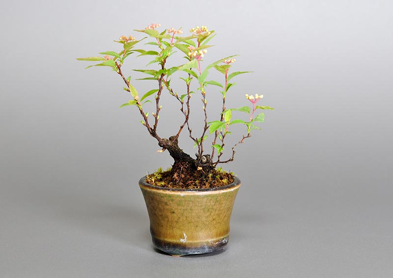 フイリコデマリA-3（ふいりこでまり・斑入り小手毬）花もの盆栽を裏側から見た景色・Spiraea cantoniensis bonsai photo