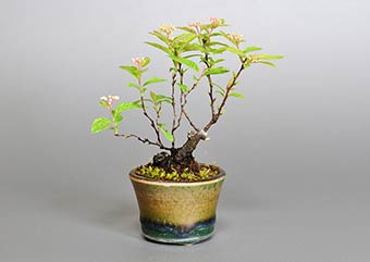 フイリコデマリA（ふいりこでまり・斑入り小手毬）花もの盆栽の成長記録-3・Spiraea cantoniensis bonsai