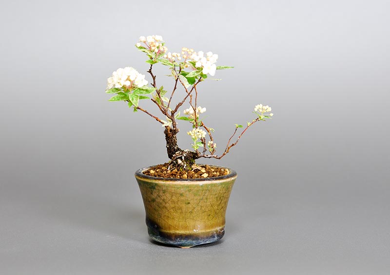 フイリコデマリA（ふいりこでまり・斑入り小手毬）花もの盆栽の販売と育て方・作り方・Spiraea cantoniensis bonsai photo