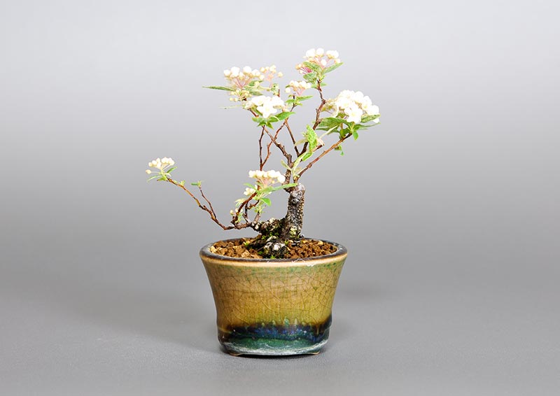 フイリコデマリA（ふいりこでまり・斑入り小手毬）花もの盆栽を裏側から見た景色・Spiraea cantoniensis bonsai photo