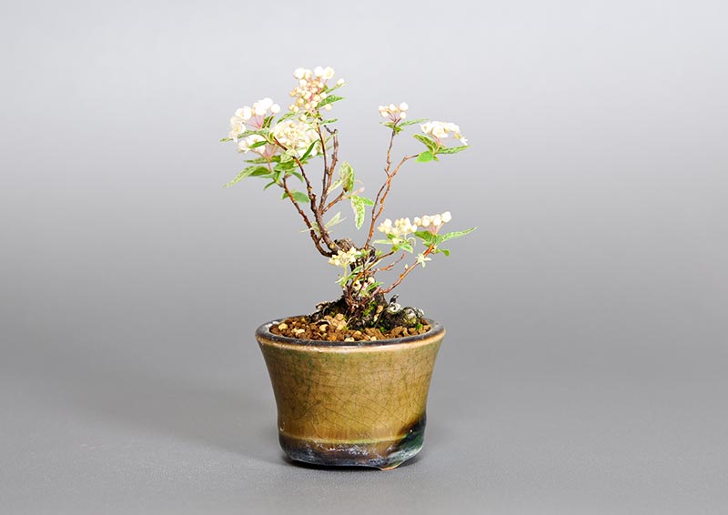 フイリコデマリA（ふいりこでまり・斑入り小手毬）花もの盆栽を右側から見た景色・Spiraea cantoniensis bonsai photo