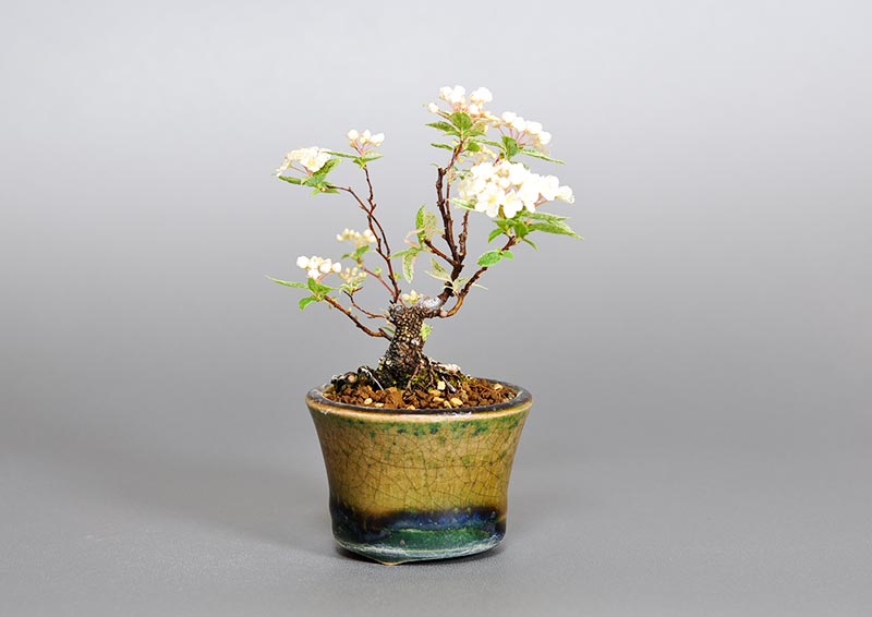 フイリコデマリA（ふいりこでまり・斑入り小手毬）花もの盆栽を左側から見た景色・Spiraea cantoniensis bonsai photo