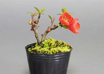 クサボケ-A（くさぼけ・草木瓜）盆栽の樹作りの参考樹形・Chaenomeles japonica Best bonsai